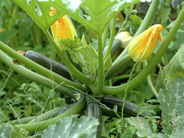 courgettes telen voor beginners